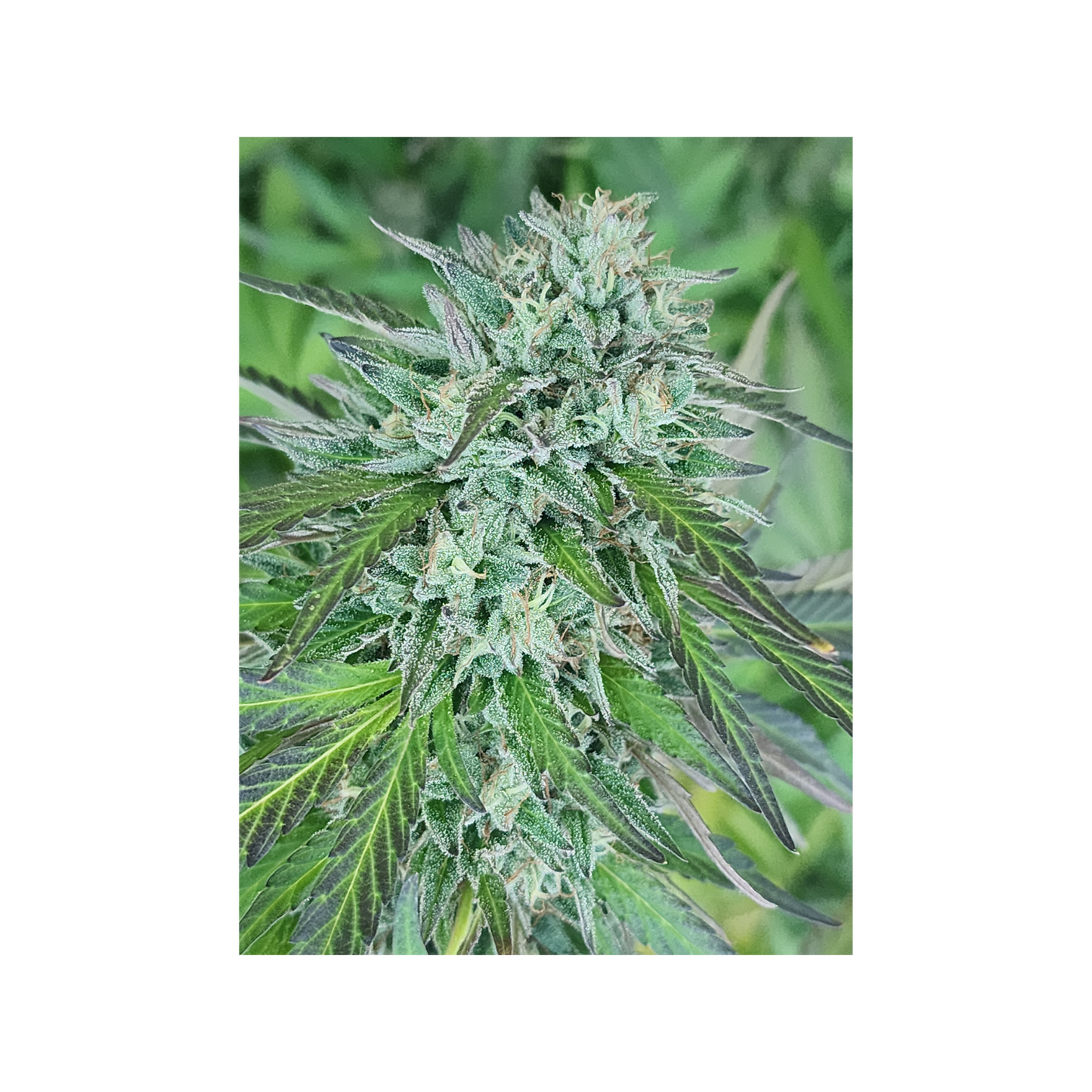 Blissed Out - Boutique Flower