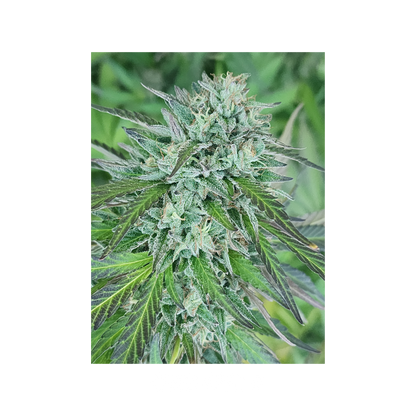 Blissed Out - Boutique Flower