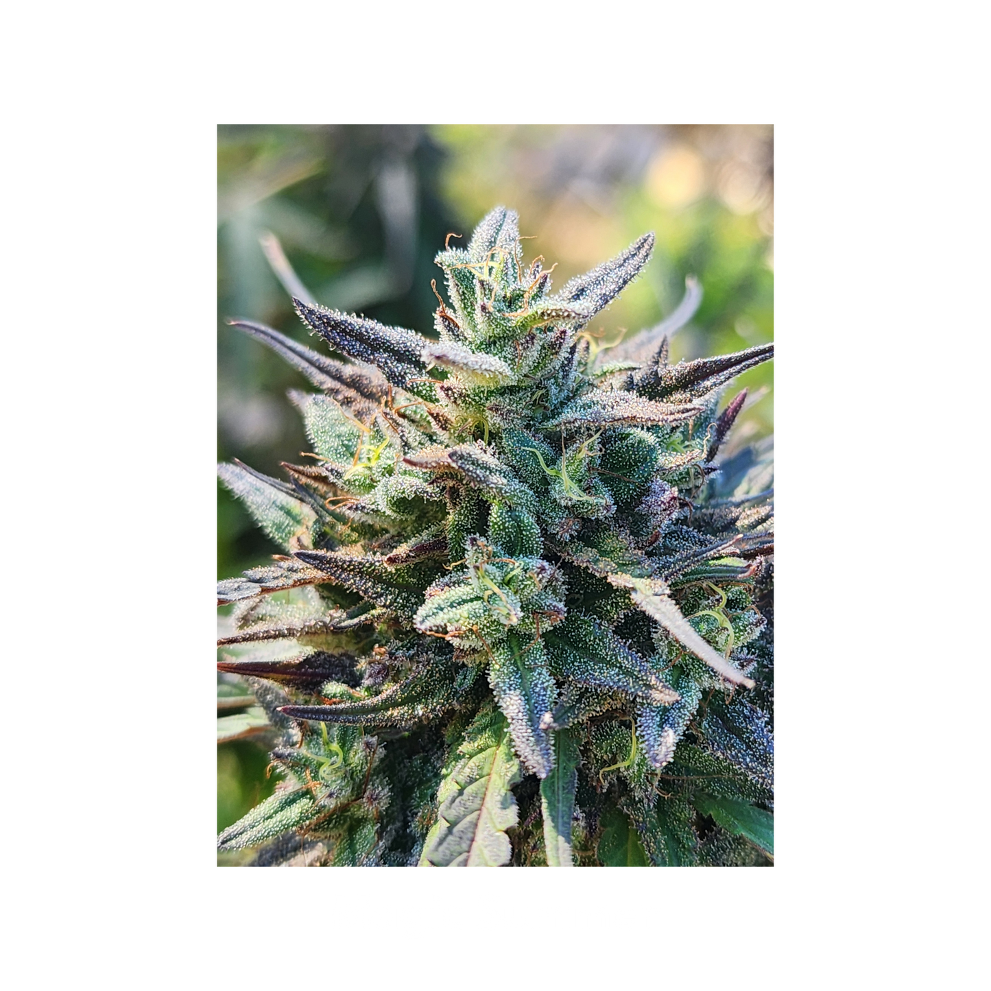 Blissed Out - Boutique Flower