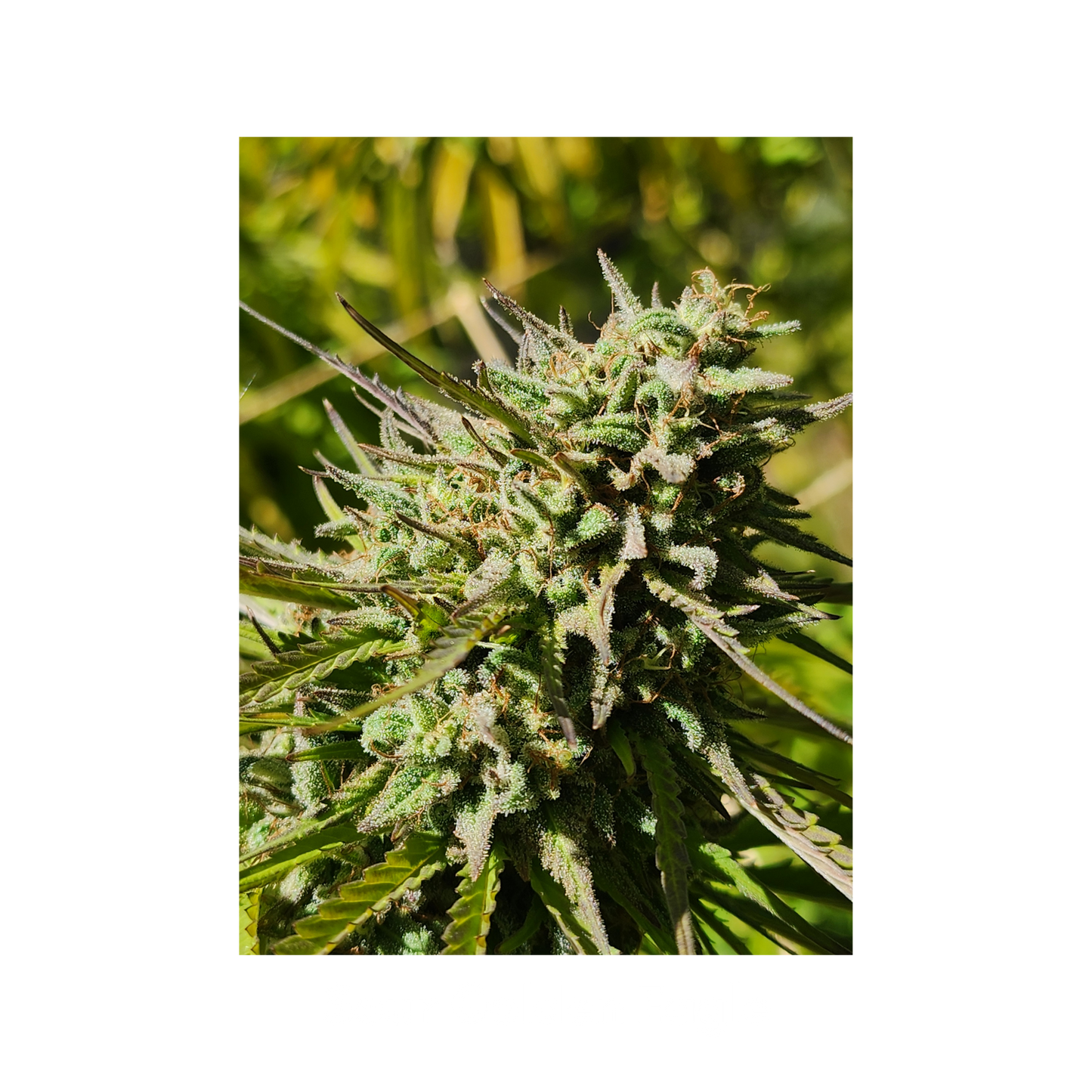 Blissed Out - Boutique Flower