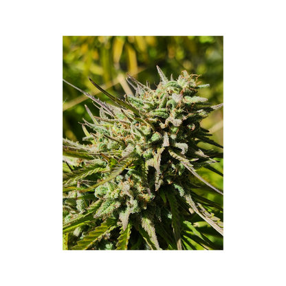 Blissed Out - Boutique Flower