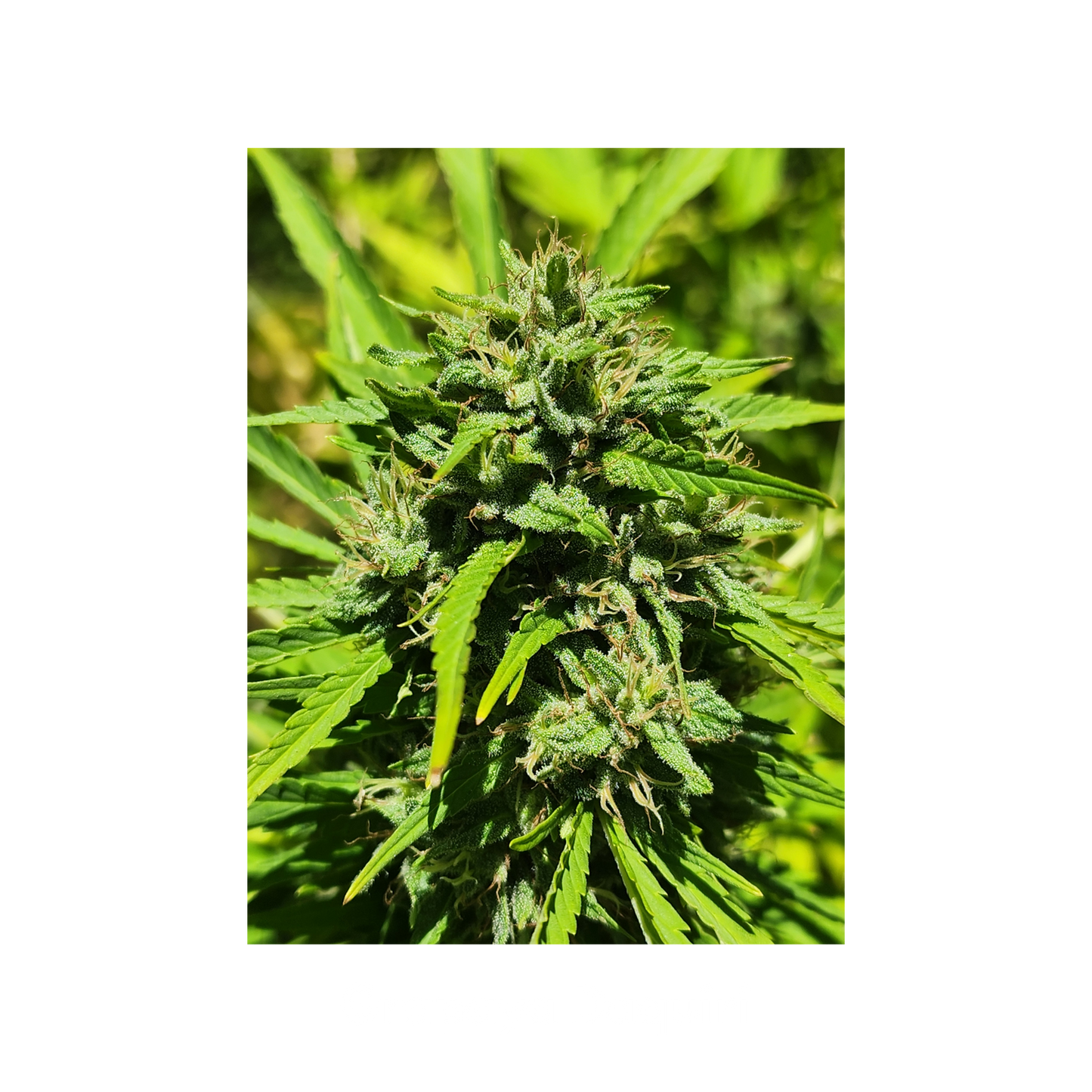 Blissed Out - Boutique Flower