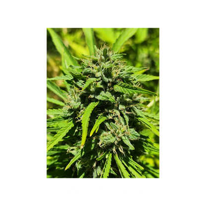 Blissed Out - Boutique Flower