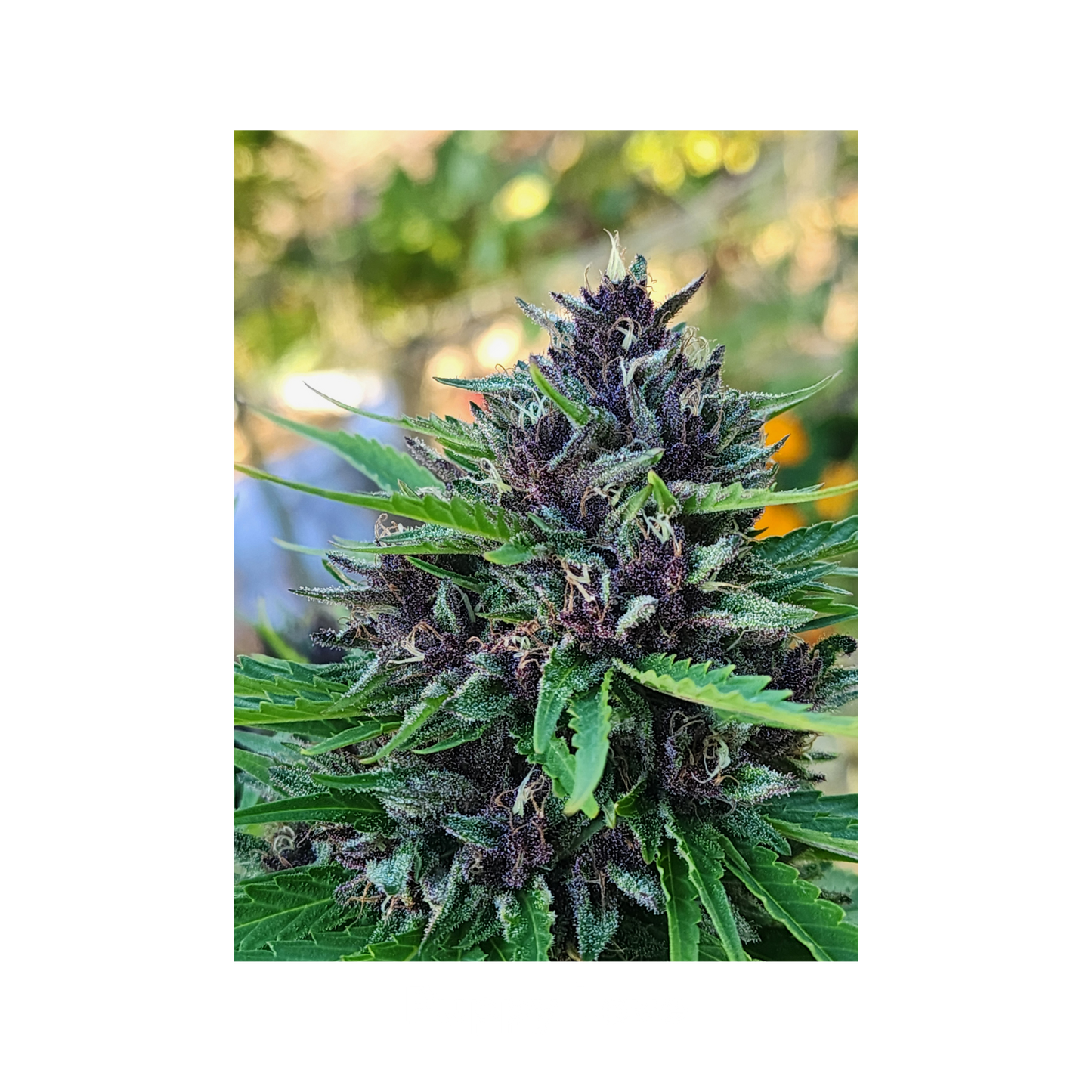 Blissed Out - Boutique Flower