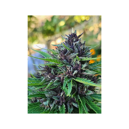 Blissed Out - Boutique Flower