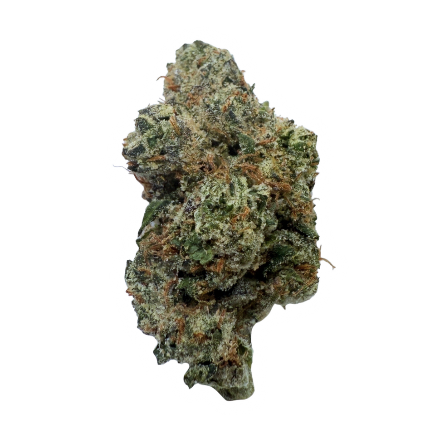 Daily Hi Blizzard - Day 1