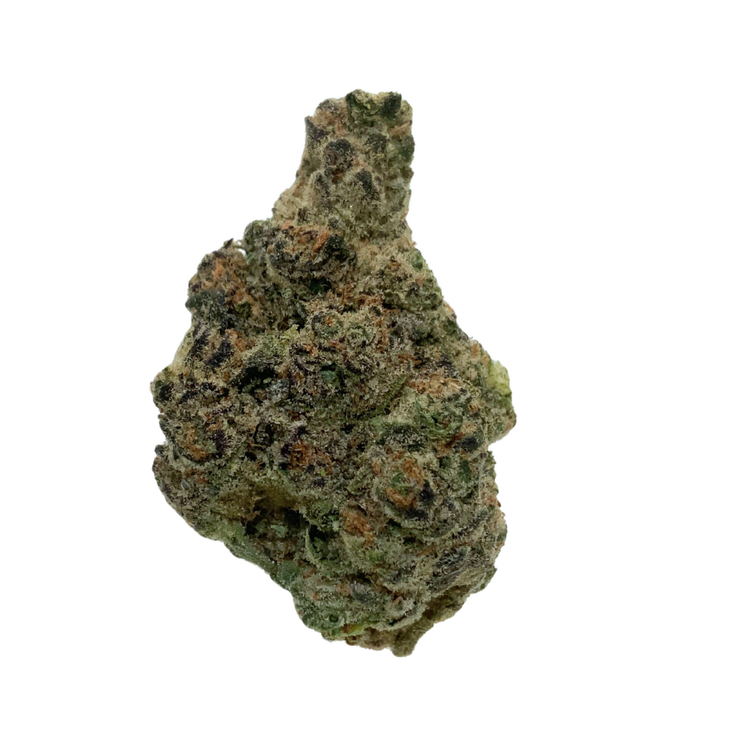 Mango Mentality - 23.91% - Indoor