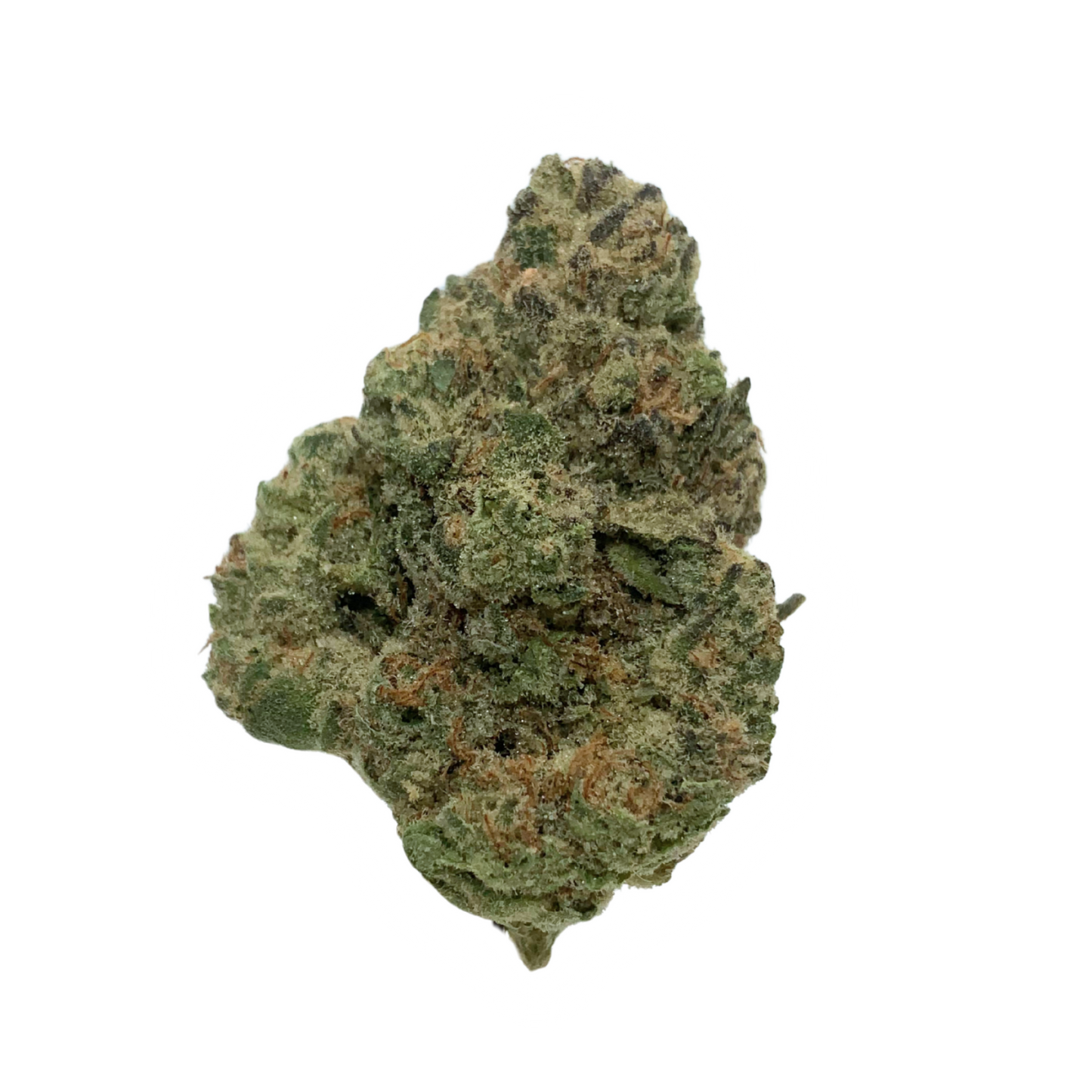 Mango Mentality - 23.91% - Indoor